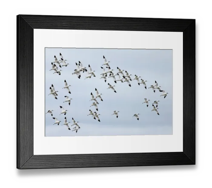 Framed Print : Avocet (Recurvirostra avosetta) flock in flight, Cley Marshes, Norfolk, UK. March Framed Print : Avocet (Recurvirostra avosetta) flock in flight, Cley Marshes, Norfolk, UK. March