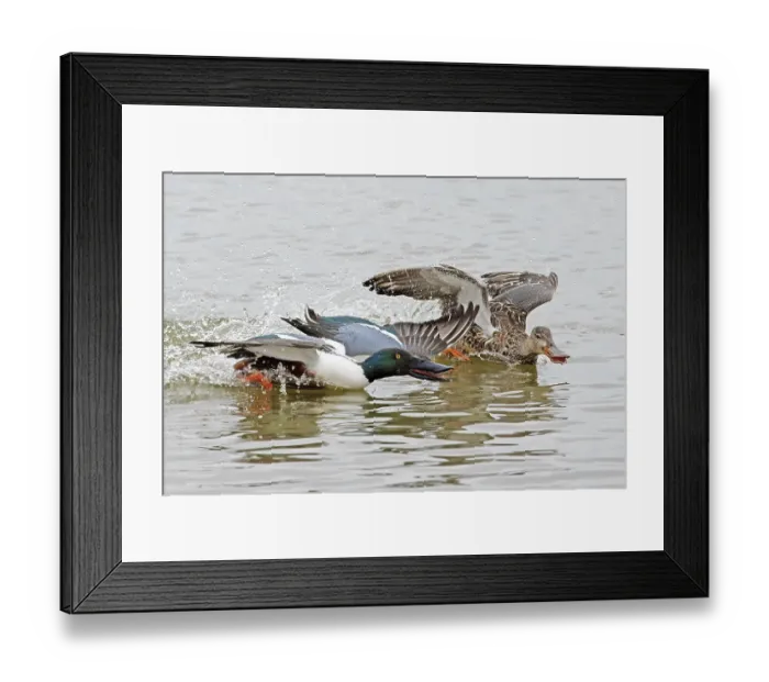 Framed Print : Shoveler (Anas clypeata) male chasing female on water, Cley Marshes, Norfolk, UK. March Framed Print : Shoveler (Anas clypeata) male chasing female on water, Cley Marshes, Norfolk, UK. March