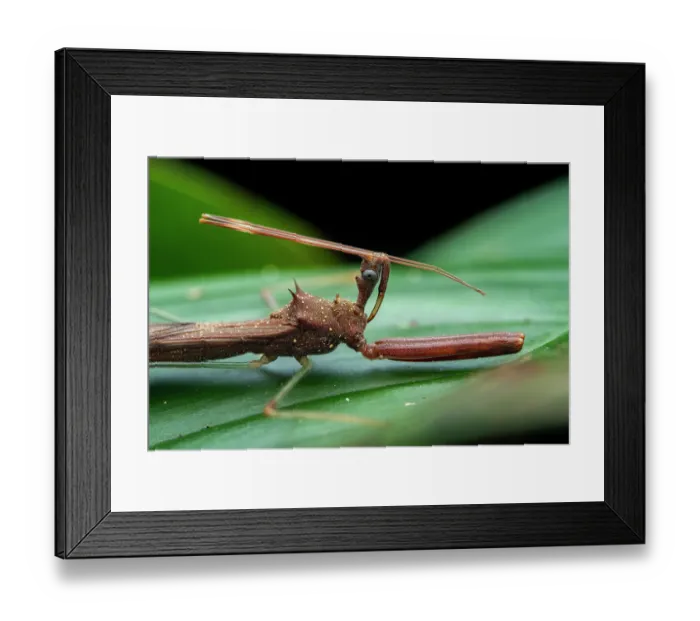 Framed Print : Assassin bug (Heza sp.) resting on a leaf, Tinamaste, Costa Rica. Focus stacked image Framed Print : Assassin bug (Heza sp.) resting on a leaf, Tinamaste, Costa Rica. Focus stacked image
