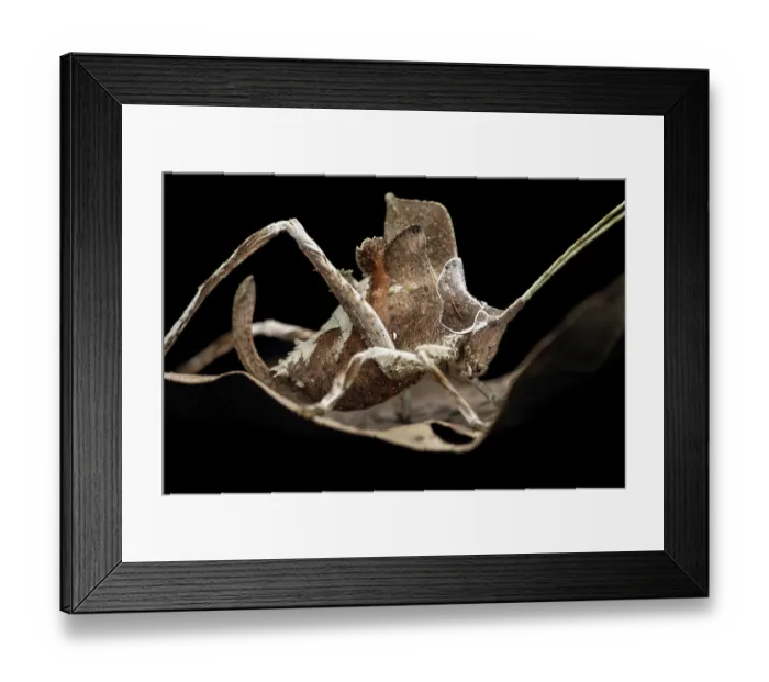 Framed Print : Leaf-mimicking katydid (Mimetica sp.) resting on dried leaf, Tinamaste, Costa Rica Framed Print : Leaf-mimicking katydid (Mimetica sp.) resting on dried leaf, Tinamaste, Costa Rica