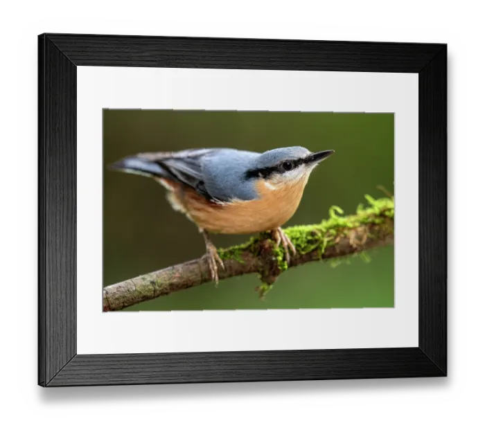 Framed Print : Eurasian nuthatch (Sitta europaea) perched on branch, Lucerne, Switzerland. October Framed Print : Eurasian nuthatch (Sitta europaea) perched on branch, Lucerne, Switzerland. October
