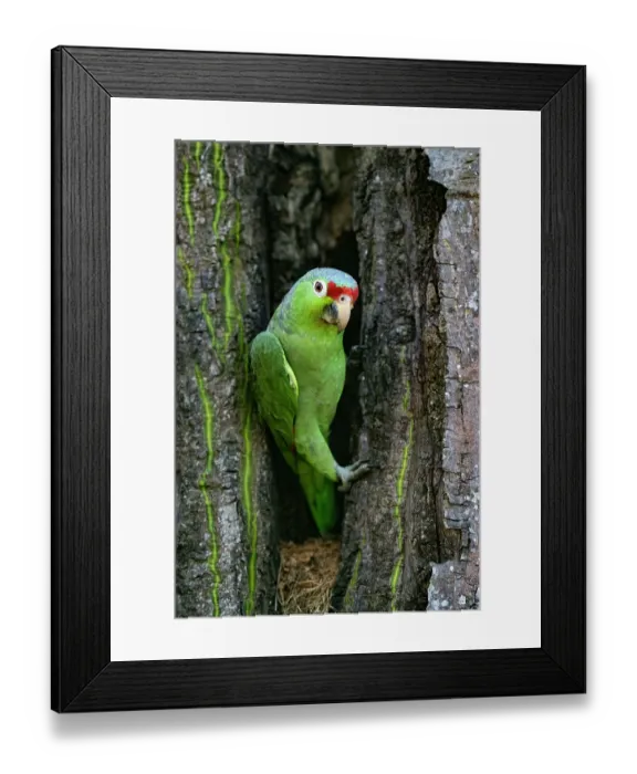 Framed Print : Crimson-fronted parakeet (Psittacara finschi) peering out of nest hole, Osa Peninsula, Costa Rica Framed Print : Crimson-fronted parakeet (Psittacara finschi) peering out of nest hole, Osa Peninsula, Costa Rica