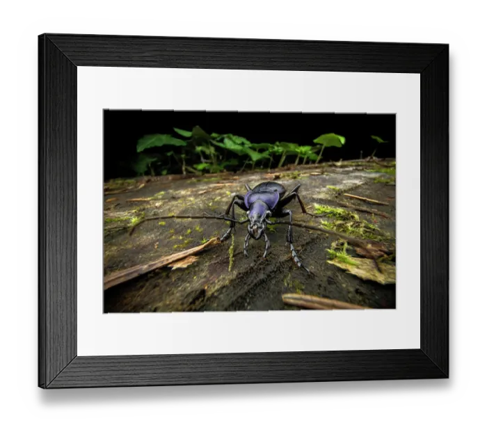 Framed Print : Carabid beetle (Carabus problematicus) portrait, Lucerne, Switzerland. September Framed Print : Carabid beetle (Carabus problematicus) portrait, Lucerne, Switzerland. September