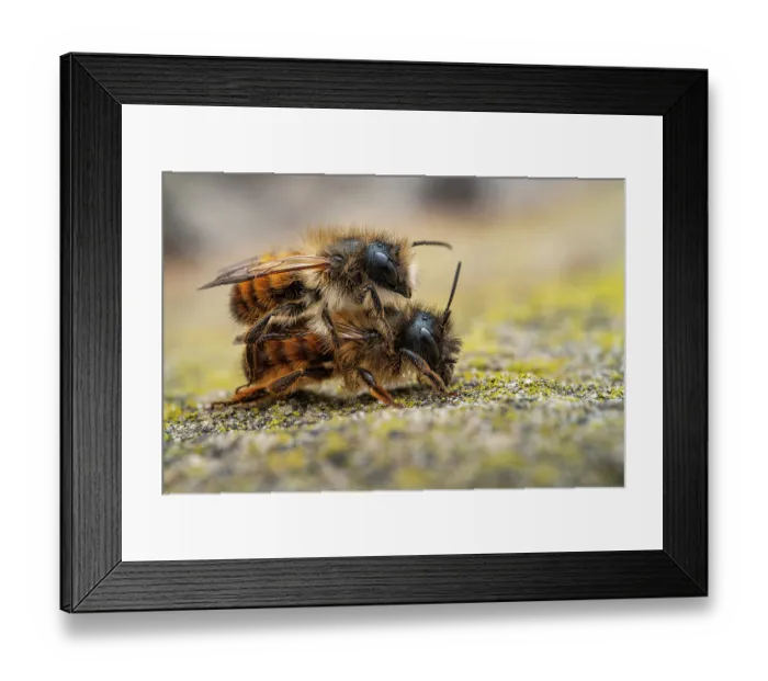 Framed Print : Mason bees (Osmia bicornis) pair mating, Lucerne, Switzerland. April. Focus stacked Image