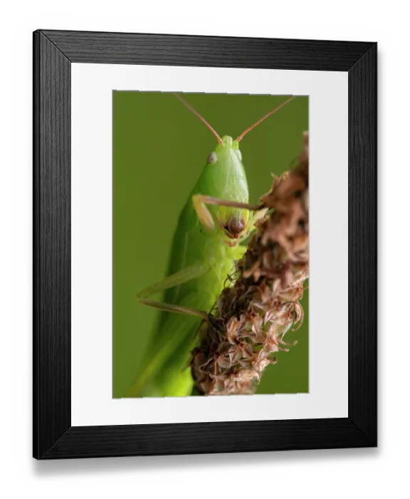 Framed Print : Large conehead (Ruspolia nitidula) portrait, Lucerne, Switzerland. August Framed Print : Large conehead (Ruspolia nitidula) portrait, Lucerne, Switzerland. August