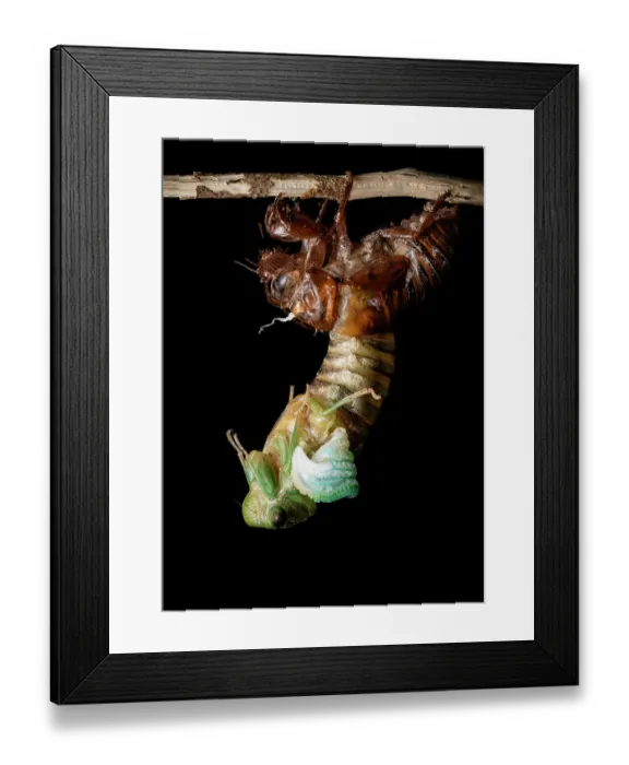 Framed Print : Cicada (Tribus Fidicinini) emerging from its old skin, moulting, Osa Peninsula, Costa Rica. Focus stacked image Framed Print : Cicada (Tribus Fidicinini) emerging from its old skin, moulting, Osa Peninsula, Costa Rica. Focus stacked image