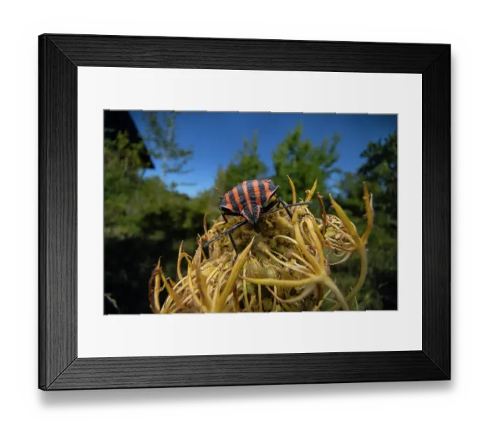 Framed Print : Shield bug (Graphosoma italicum) resting on a flower, Lucerne, Switzerland. September Framed Print : Shield bug (Graphosoma italicum) resting on a flower, Lucerne, Switzerland. September