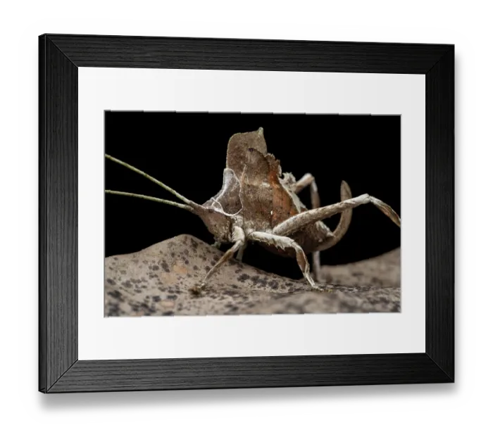 Framed Print : RF - Leaf-mimicking katydid (Mimetica sp.) resting on dried leaf, Tinamaste, Costa Rica. (This image may be licensed either as rights managed or royalty free.) Framed Print : RF - Leaf-mimicking katydid (Mimetica sp.) resting on dried leaf, Tinamaste, Costa Rica. (This image may be licensed either as rights managed or royalty free.)