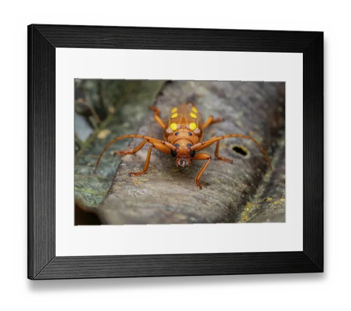 Framed Print : Longhorn beetle (Coccoderus timbaraba) portrait, Tinamaste, Costa Rica. Focus stacked image Framed Print : Longhorn beetle (Coccoderus timbaraba) portrait, Tinamaste, Costa Rica. Focus stacked image