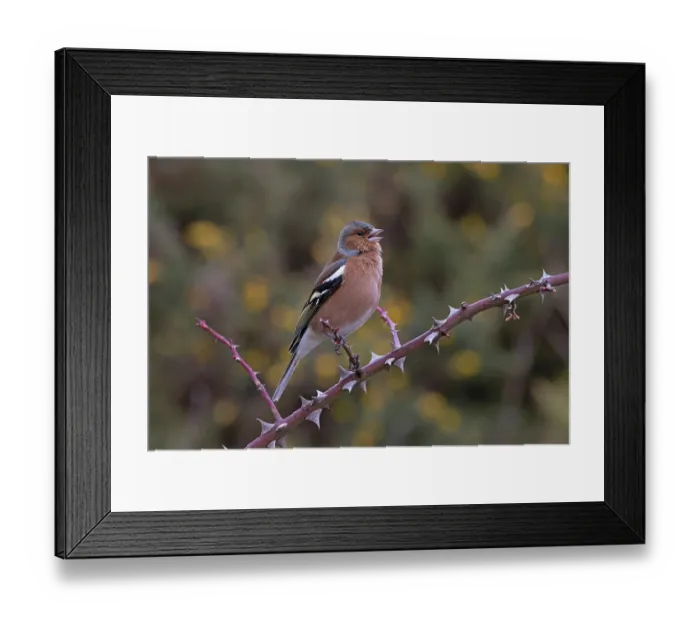 Framed Print : Chaffinch (Fringilla coelebs) male, perched on branch, Suffolk, UK. February