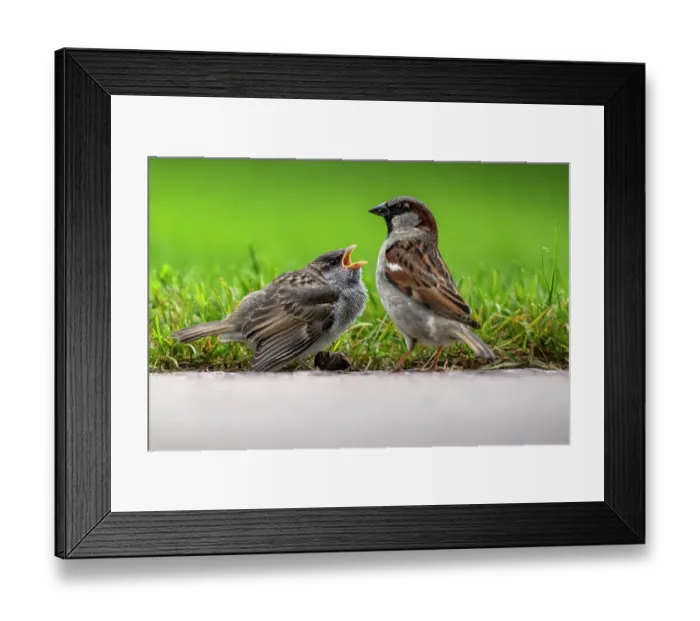 Framed Print : House sparrow (Passer domesticus) fledgling begging for food from adult male, Lucerne, Switzerland. May Framed Print : House sparrow (Passer domesticus) fledgling begging for food from adult male, Lucerne, Switzerland. May