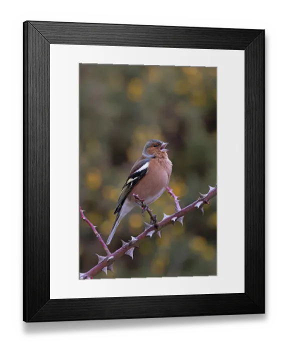 Framed Print : Chaffinch (Fringilla coelebs) male, perched on branch, Suffolk, UK. February Framed Print : Chaffinch (Fringilla coelebs) male, perched on branch, Suffolk, UK. February