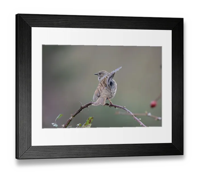 Framed Print : Dunnock (Prunella modularis) perched on branch performing wing flapping display, Suffolk, UK. February Framed Print : Dunnock (Prunella modularis) perched on branch performing wing flapping display, Suffolk, UK. February