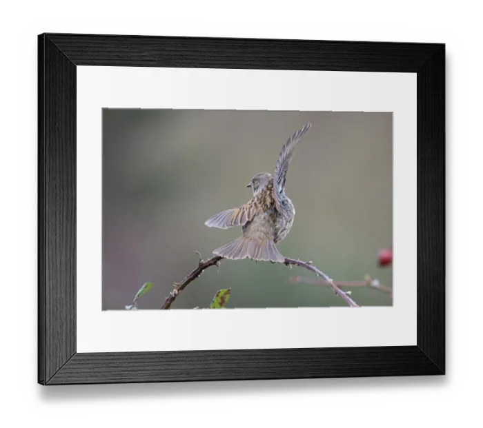 Framed Print : Dunnock (Prunella modularis) perched on branch performing wing flapping display, Suffolk, UK. February Framed Print : Dunnock (Prunella modularis) perched on branch performing wing flapping display, Suffolk, UK. February