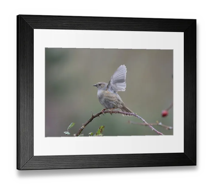 Framed Print : Dunnock (Prunella modularis) perched on branch performing wing flapping display, Suffolk, UK. February Framed Print : Dunnock (Prunella modularis) perched on branch performing wing flapping display, Suffolk, UK. February