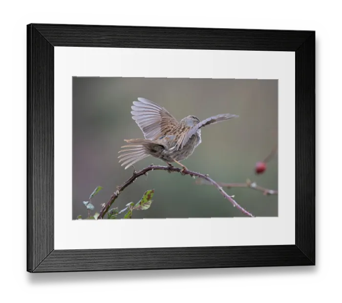 Framed Print : Dunnock (Prunella modularis) perched on branch performing wing flapping display, Suffolk, UK. February Framed Print : Dunnock (Prunella modularis) perched on branch performing wing flapping display, Suffolk, UK. February