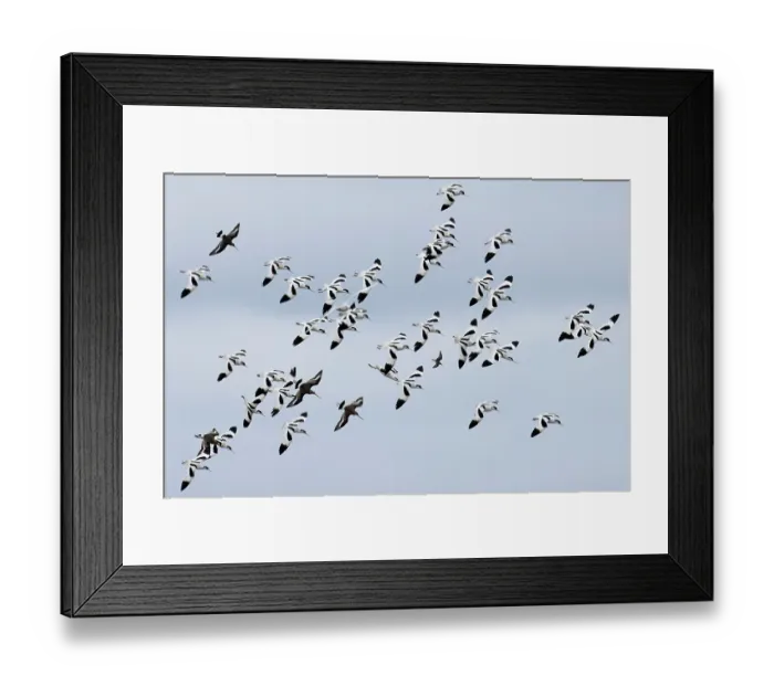 Framed Print : Avocet (Recurvirostra avosetta) flock in flight, Cley Marshes, Norfolk, UK. March Framed Print : Avocet (Recurvirostra avosetta) flock in flight, Cley Marshes, Norfolk, UK. March