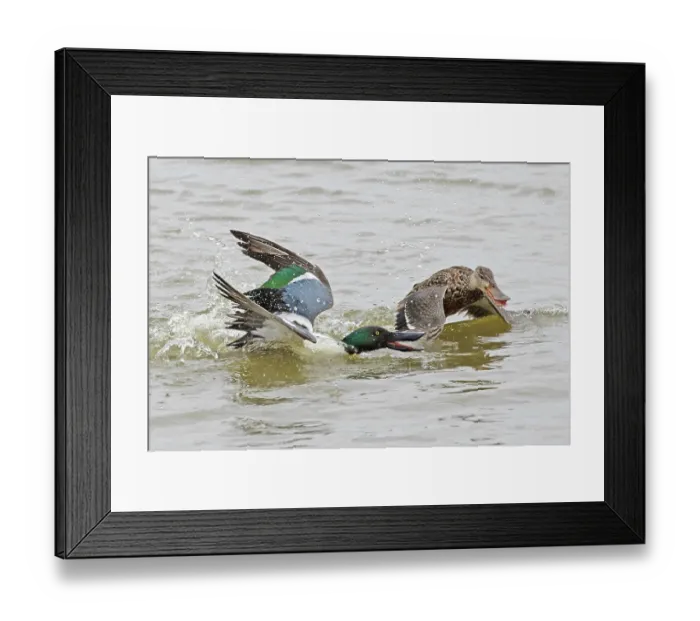 Framed Print : Shoveler (Anas clypeata) male chasing female on water, Cley Marshes, Norfolk, UK. March Framed Print : Shoveler (Anas clypeata) male chasing female on water, Cley Marshes, Norfolk, UK. March
