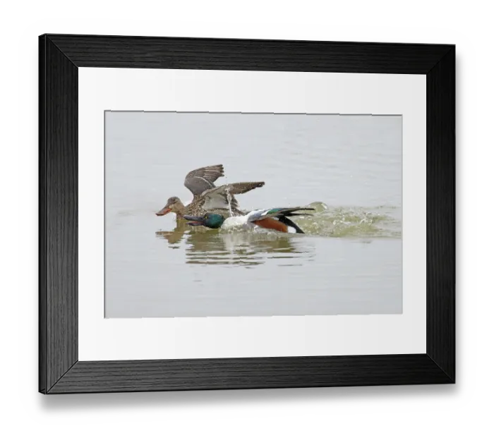 Framed Print : Shoveler (Anas clypeata) male chasing female on water, Cley Marshes, Norfolk, UK. March Framed Print : Shoveler (Anas clypeata) male chasing female on water, Cley Marshes, Norfolk, UK. March