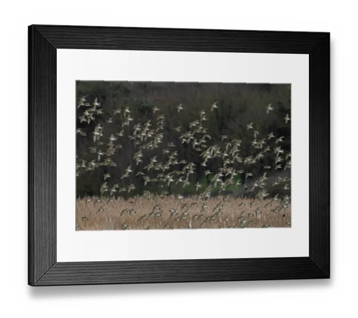 Framed Print : Golden plover (Pluvialis apricaria) flock in flight over marshland, Cley Marshes, Norfolk, UK. March