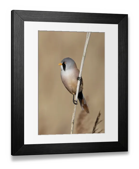 Framed Print : Bearded tit (Panurus biarmicus) male, perched on reed, Minsmere, Suffolk, UK. March Framed Print : Bearded tit (Panurus biarmicus) male, perched on reed, Minsmere, Suffolk, UK. March