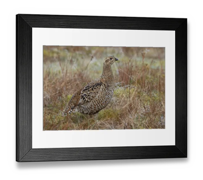 Framed Print : Black grouse (Lyrurus tetrix) female, portrait, Langdon Beck, County Durham, UK. April Framed Print : Black grouse (Lyrurus tetrix) female, portrait, Langdon Beck, County Durham, UK. April