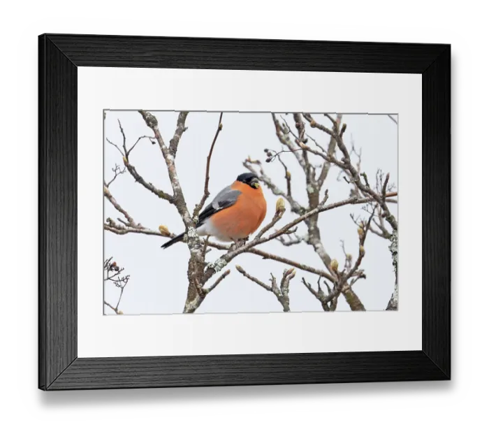 Framed Print : Bullfinch (Pyrrhula pyrrhula) male, perched on branch feeding on Rowen (Sorbus aucuparia) buds, Scottish Highland, UK. April