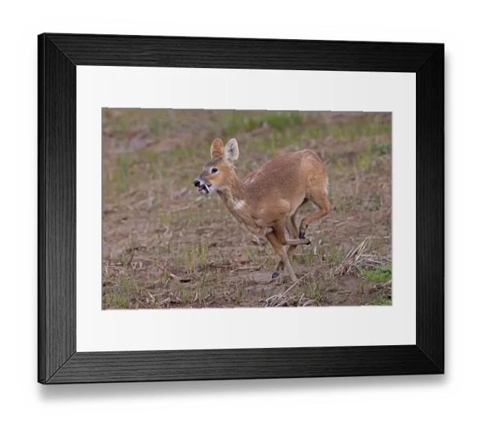 Framed Print : Chinese water deer (Hydropotes inermis) male, running, Cley, Norfolk, UK. April Framed Print : Chinese water deer (Hydropotes inermis) male, running, Cley, Norfolk, UK. April