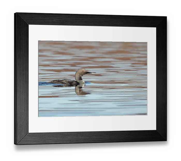 Framed Print : Black-throated diver (Gavia arctica) on water, Scotland, UK. April Framed Print : Black-throated diver (Gavia arctica) on water, Scotland, UK. April