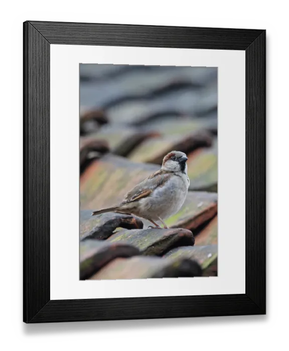 Framed Print : House sparrow (Passer domesticus) perched on roof, portrait, Cley, Norfolk, UK. April Framed Print : House sparrow (Passer domesticus) perched on roof, portrait, Cley, Norfolk, UK. April
