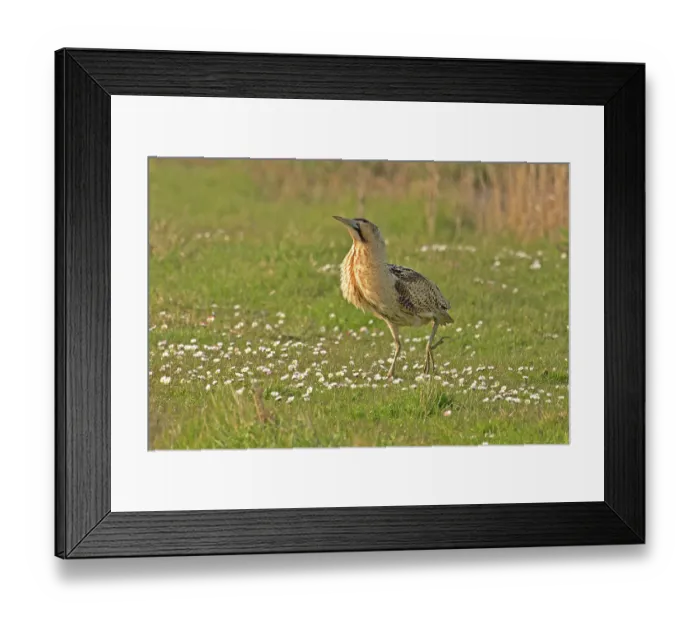 Framed Print : Bittern (Botaurus stellaris) walking on grass, Cley, Norfolk, UK. April Framed Print : Bittern (Botaurus stellaris) walking on grass, Cley, Norfolk, UK. April