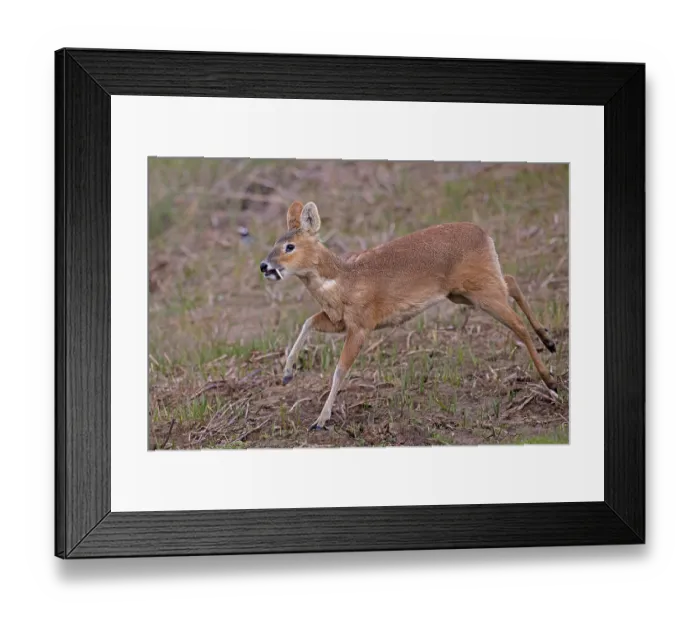Framed Print : Chinese water deer (Hydropotes inermis) male, running, Cley, Norfolk, UK. April Framed Print : Chinese water deer (Hydropotes inermis) male, running, Cley, Norfolk, UK. April