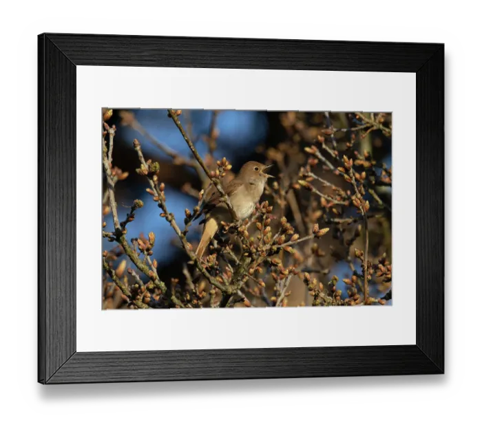 Framed Print : RF - Nightingale (Luscinia megarhynchos) perched in tree singing, Maidscross Hill, Suffolk, UK. April. (This image may be licensed either as rights managed or royalty free.) Framed Print : RF - Nightingale (Luscinia megarhynchos) perched in tree singing, Maidscross Hill, Suffolk, UK. April. (This image may be licensed either as rights managed or royalty free.)