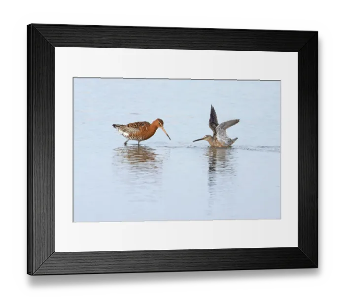 Framed Print : Long-billed dowitcher (Limnodromus scolopaceus) summer plumage, on water squabbling with Black-tailed godwit (Limosa limosa), Cley, Norfolk, UK. April Framed Print : Long-billed dowitcher (Limnodromus scolopaceus) summer plumage, on water squabbling with Black-tailed godwit (Limosa limosa), Cley, Norfolk, UK. April