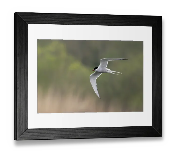 Framed Print : Arctic tern (Sterna paradisaea) a summer migrant, in flight, Whitlingham Country Park, Norfolk, UK. April Framed Print : Arctic tern (Sterna paradisaea) a summer migrant, in flight, Whitlingham Country Park, Norfolk, UK. April