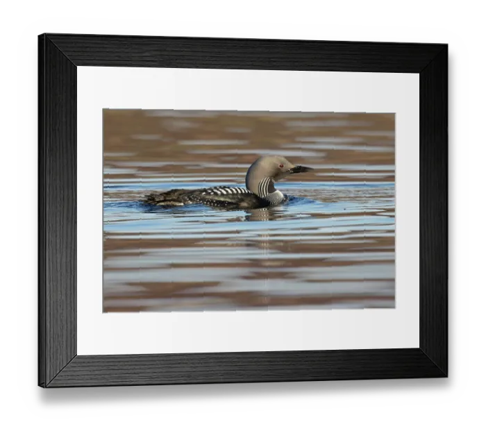 Framed Print : RF - Black-throated diver (Gavia arctica) on water, Scotland, UK. April. (This image may be licensed either as rights managed or royalty free.) Framed Print : RF - Black-throated diver (Gavia arctica) on water, Scotland, UK. April. (This image may be licensed either as rights managed or royalty free.)