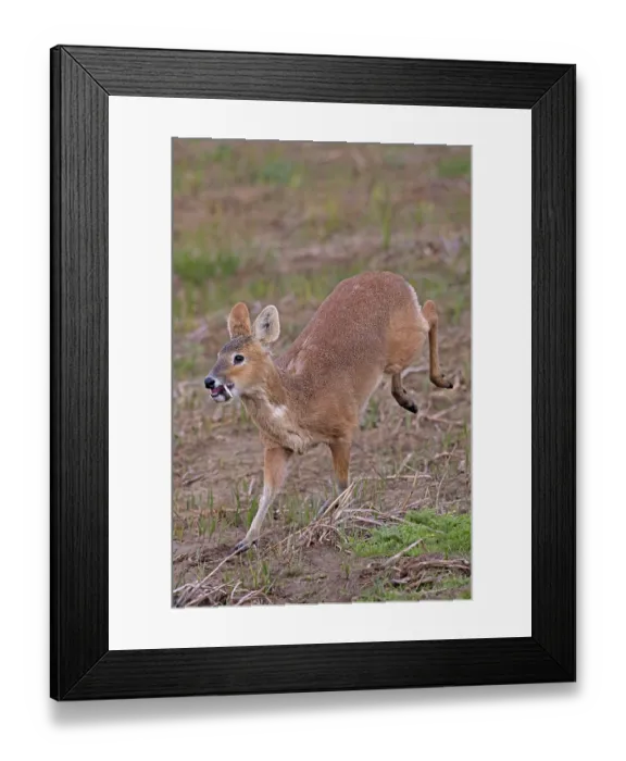 Framed Print : Chinese water deer (Hydropotes inermis) male, running, Cley, Norfolk, UK. April Framed Print : Chinese water deer (Hydropotes inermis) male, running, Cley, Norfolk, UK. April