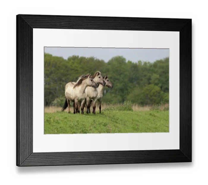Framed Print : Three Konik ponies (Equus ferus caballus) standing side by side, Norfolk, UK. May. Conservation ponies being moved to a new area Framed Print : Three Konik ponies (Equus ferus caballus) standing side by side, Norfolk, UK. May. Conservation ponies being moved to a new area