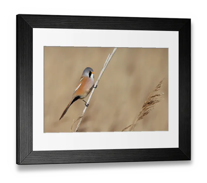 Framed Print : RF - Bearded tit (Panurus biarmicus) male, perched on a reed, Minsmere, Suffolk, UK. March. (This image may be licensed either as rights managed or royalty free.)