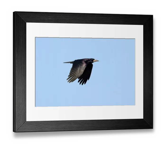 Framed Print : Rook (Corvus frugilegus) in flight, Suffolk, UK. April Framed Print : Rook (Corvus frugilegus) in flight, Suffolk, UK. April