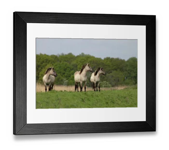 Framed Print : Three Konik ponies (Equus ferus caballus) standing on grass, Norfolk, UK. May. Conservation ponies being moved to a new area Framed Print : Three Konik ponies (Equus ferus caballus) standing on grass, Norfolk, UK. May. Conservation ponies being moved to a new area