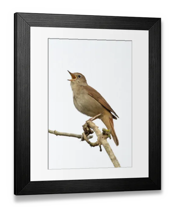 Framed Print : RF - Nightingale (Luscinia megarhynchos) perched on branch singing, Westleton Heath, Suffolk, UK. April. (This image may be licensed either as rights managed or royalty free.) Framed Print : RF - Nightingale (Luscinia megarhynchos) perched on branch singing, Westleton Heath, Suffolk, UK. April. (This image may be licensed either as rights managed or royalty free.)