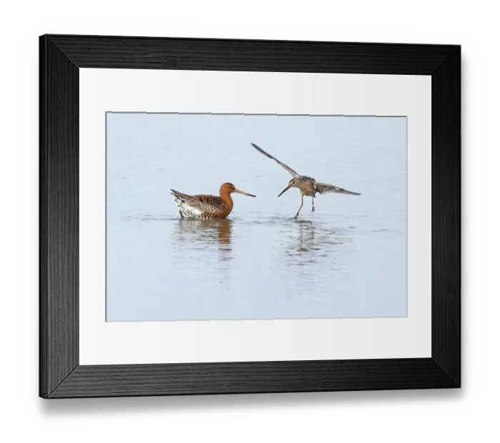 Framed Print : Long-billed dowitcher (Limnodromus scolopaceus) summer plumage, on water squabbling with Black-tailed godwit (Limosa limosa), Cley, Norfolk, UK. April Framed Print : Long-billed dowitcher (Limnodromus scolopaceus) summer plumage, on water squabbling with Black-tailed godwit (Limosa limosa), Cley, Norfolk, UK. April