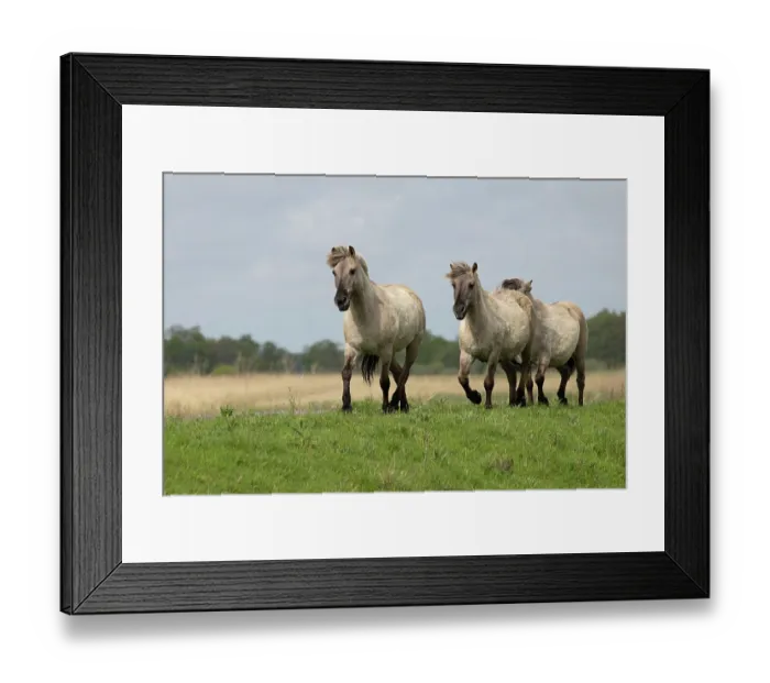 Framed Print : Three Konik ponies (Equus ferus caballus) running, Norfolk, UK. May. Conservation ponies being moved to a new area Framed Print : Three Konik ponies (Equus ferus caballus) running, Norfolk, UK. May. Conservation ponies being moved to a new area