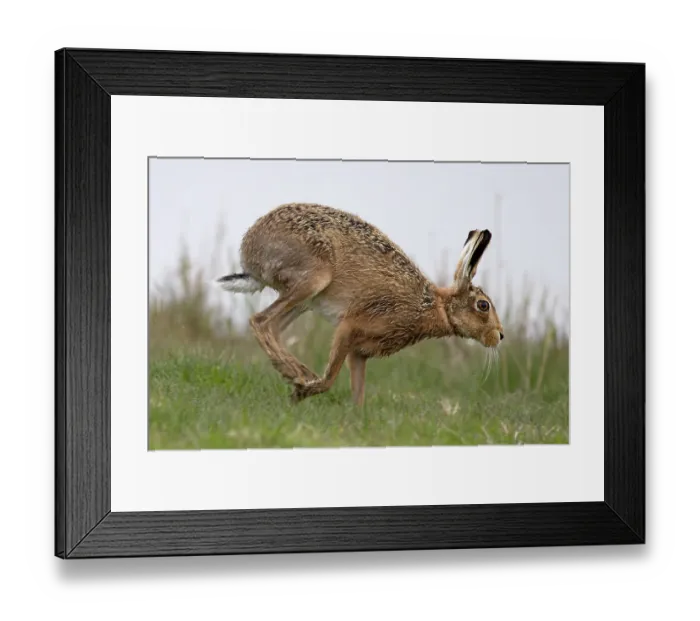 Framed Print : RF - Brown hare (Lepus europaeus) running, Cley, Norfolk, UK. April. (This image may be licensed either as rights managed or royalty free.) Framed Print : RF - Brown hare (Lepus europaeus) running, Cley, Norfolk, UK. April. (This image may be licensed either as rights managed or royalty free.)