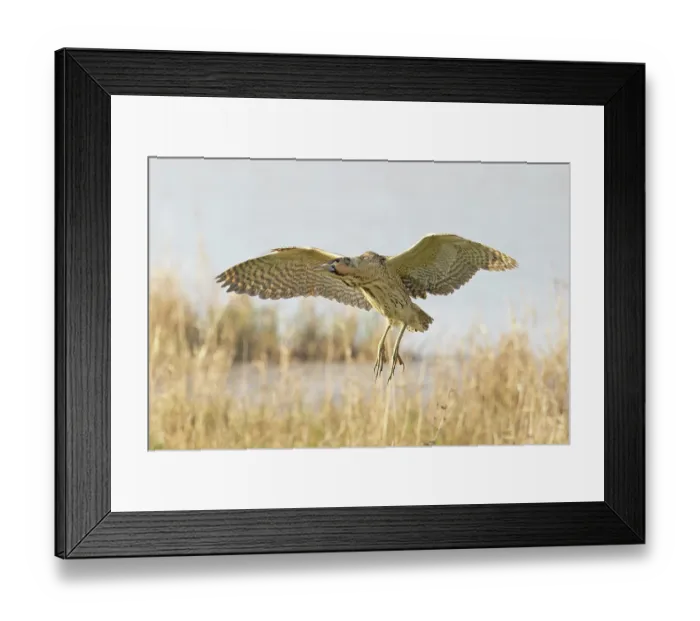 Framed Print : Bittern (Botaurus stellaris) coming into land, Cley, Norfolk, UK. April Framed Print : Bittern (Botaurus stellaris) coming into land, Cley, Norfolk, UK. April