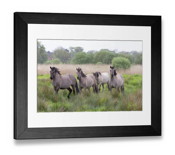 Framed Print : Four Konik ponies (Equus ferus caballus) walking through long grass, Norfolk, UK. May Framed Print : Four Konik ponies (Equus ferus caballus) walking through long grass, Norfolk, UK. May