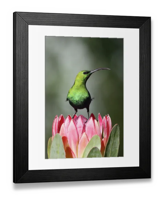 Framed Print : Malachite sunbird (Nectarinia famosa) perched on Protea (Protea sp.) flower, Balgowan, KwaZulu Natal, South Africa Framed Print : Malachite sunbird (Nectarinia famosa) perched on Protea (Protea sp.) flower, Balgowan, KwaZulu Natal, South Africa