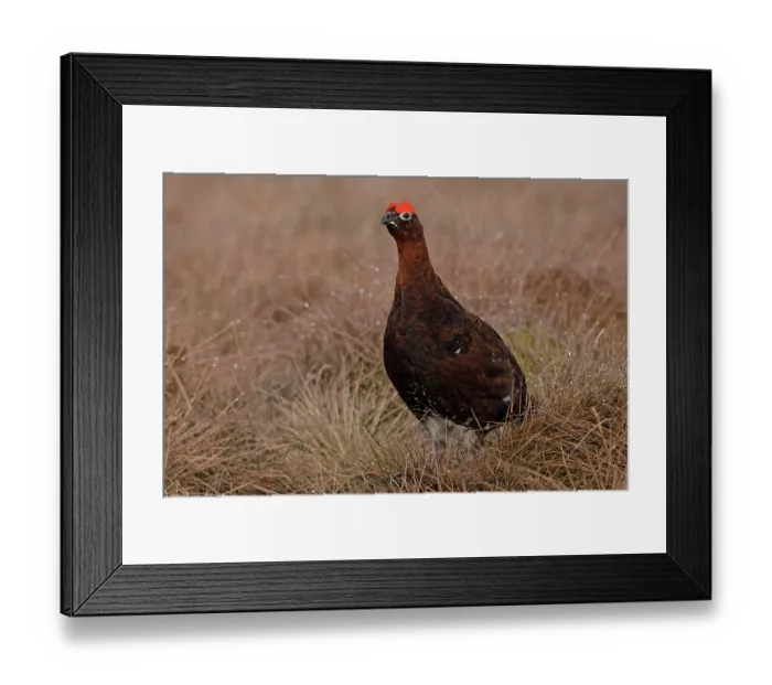 Framed Print : RF - Red grouse (Lagopus lagopus scotica) portrait, Langdon Beck, County Durham, UK. April. (This image may be licensed either as rights managed or royalty free.) Framed Print : RF - Red grouse (Lagopus lagopus scotica) portrait, Langdon Beck, County Durham, UK. April. (This image may be licensed either as rights managed or royalty free.)