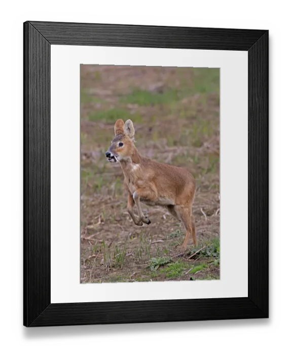 Framed Print : RF - Chinese water deer (Hydropotes inermis) male, running, Cley, Norfolk, UK. April. (This image may be licensed either as rights managed or royalty free.) Framed Print : RF - Chinese water deer (Hydropotes inermis) male, running, Cley, Norfolk, UK. April. (This image may be licensed either as rights managed or royalty free.)